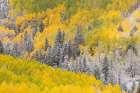 USA, Colorado, Uncompahgre National Forest. Snow on autumn forest landscape. Art Print